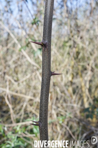 Robinia pseudoacacia