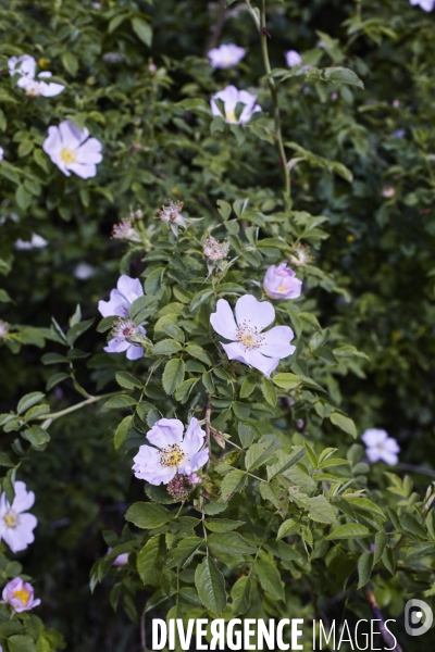 Rosa arvensis