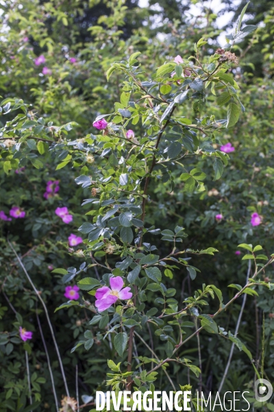 Rosa canina