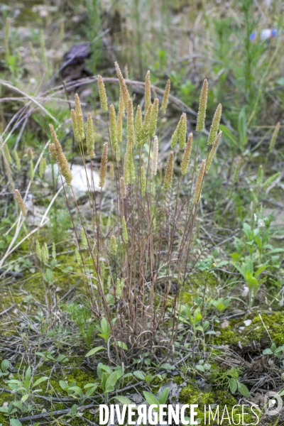 Rostraria cristata