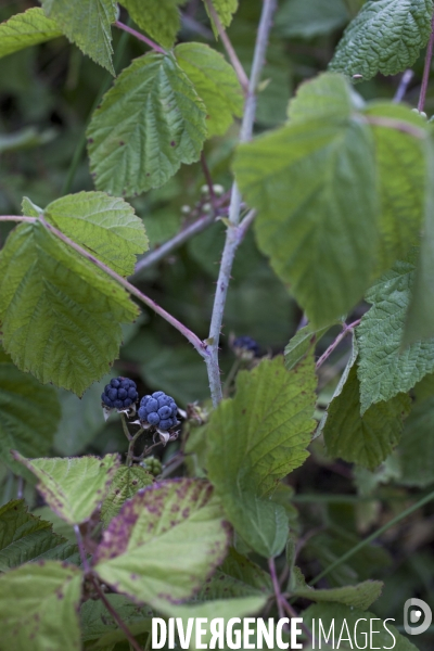 Rubus caesius