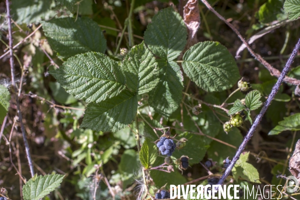 Rubus caesius