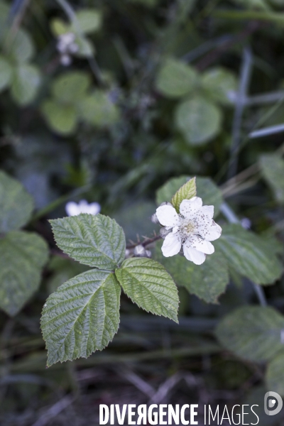 Rubus fruticosus