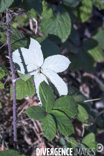 Rubus ulmifolius