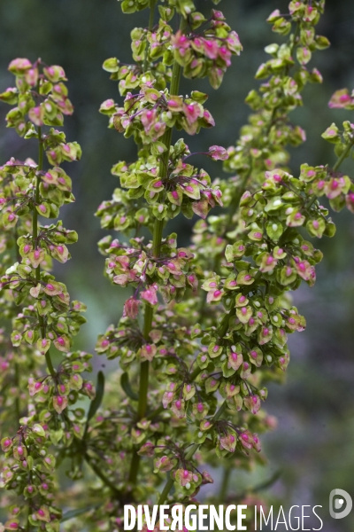 Rumex crispus