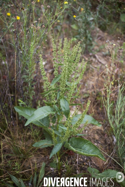 Rumex obtusifolius