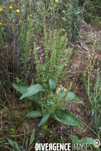 Rumex obtusifolius