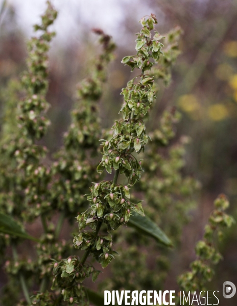 Rumex obtusifolius