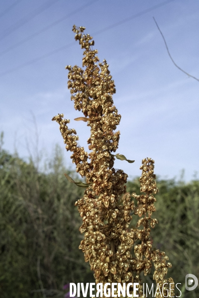 Rumex x-pratensis