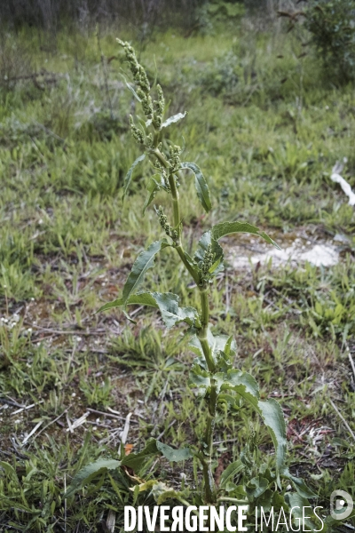 Rumex x-pratensis