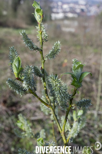 Salix caprea