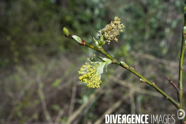 Salix caprea male