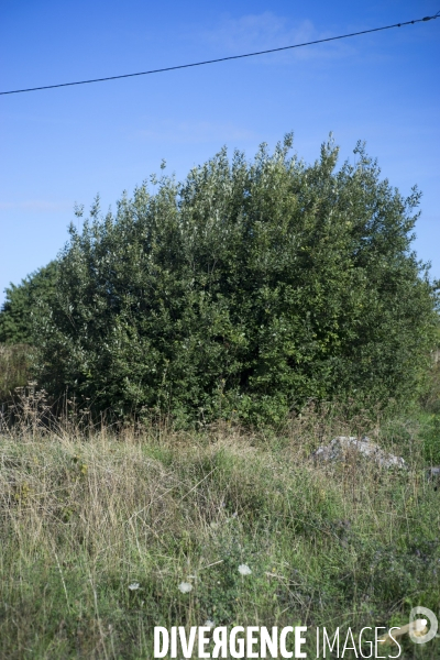 Salix cinerea