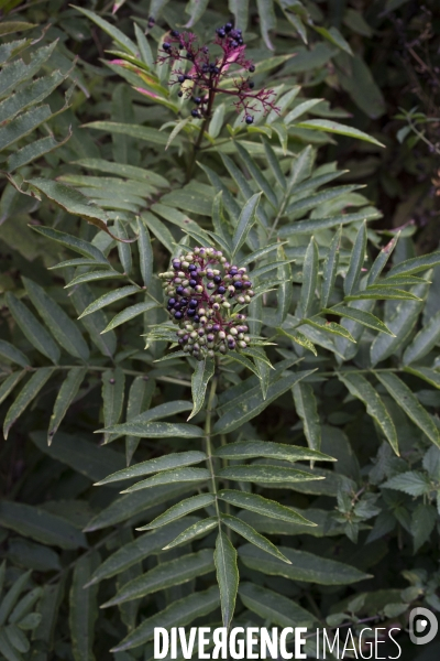 Sambucus ebulus