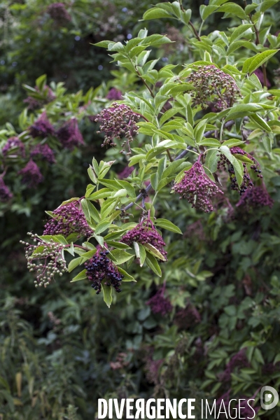 Sambucus nigra