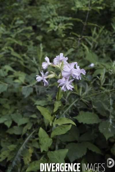 Saponaria officinalis