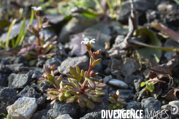 Saxifraga tridactylite