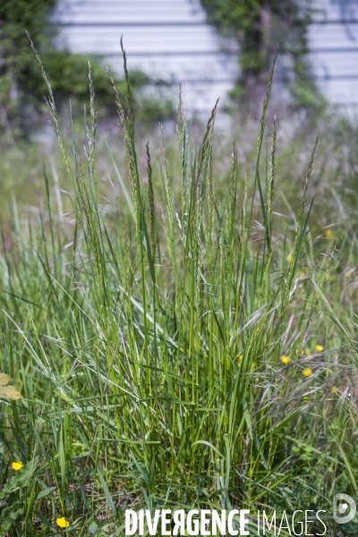 Schedonorus arundinacea