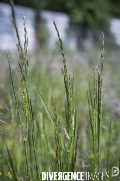 Schedonorus arundinacea