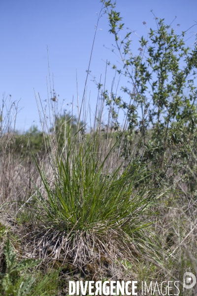 Schedonorus arundinacea