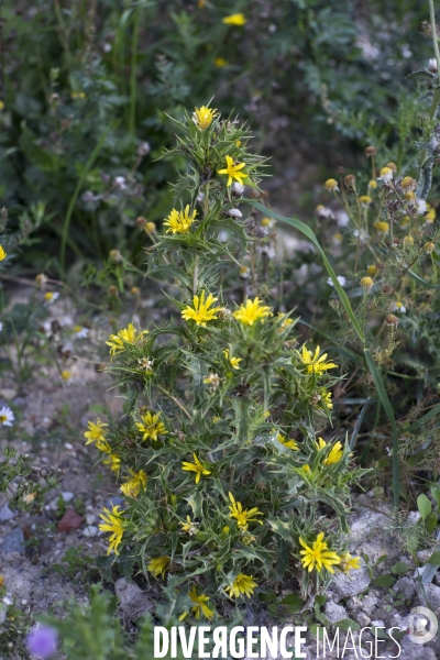 Scolymus hispanicus