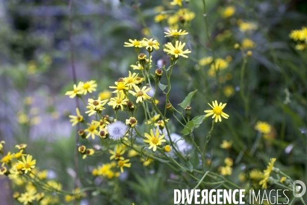 Senecio inaequidens