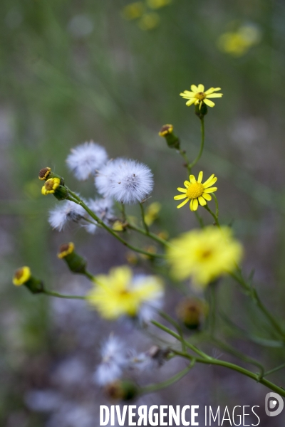 Senecio inaequidens