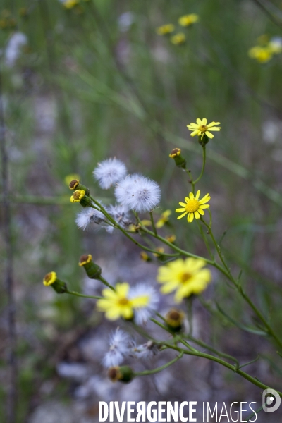 Senecio inaequidens