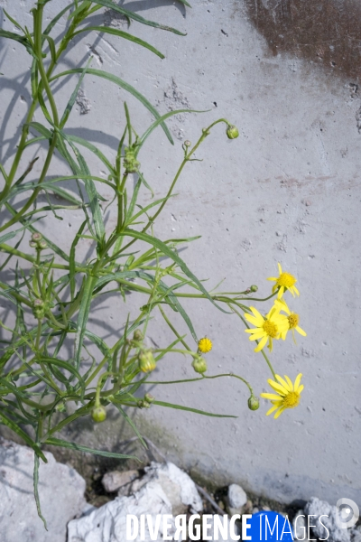 Senecio inaequidens