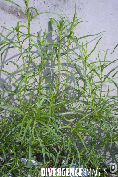 Senecio inaequidens