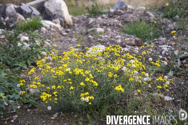 Senecio inaequidens