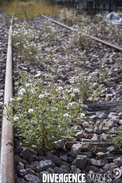 Senecio viscosus