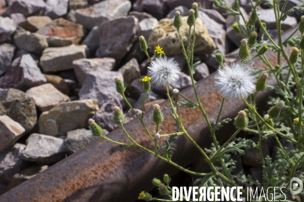 Senecio viscosus