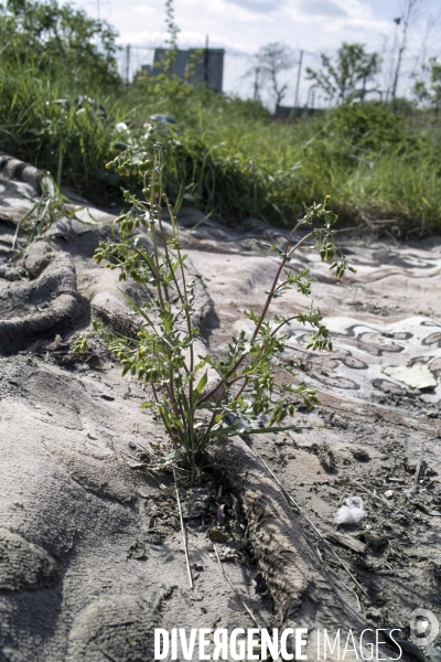 Senecio vulgaris