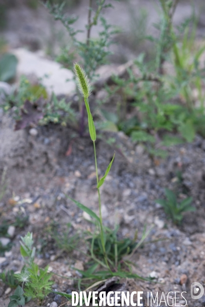 Setaria italica