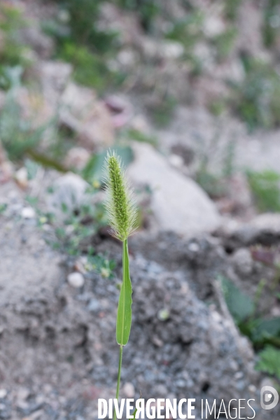 Setaria italica