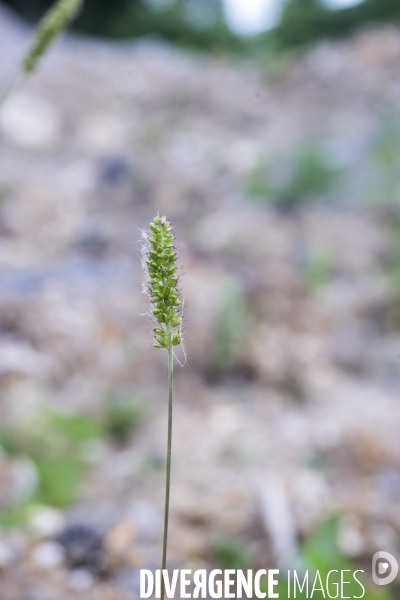 Setaria verticillata