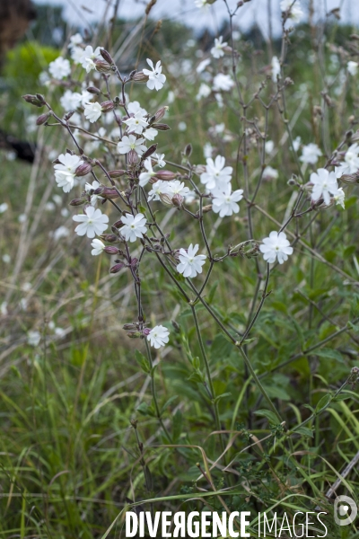 Silene latifolia alba