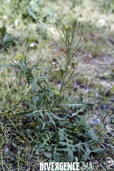 Sisymbrium irio