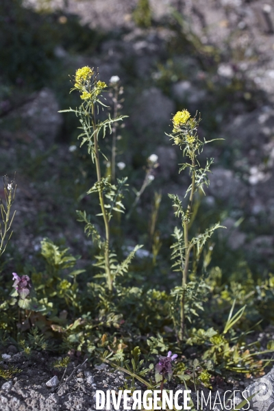 Sisymbrium irio