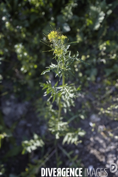 Sisymbrium irio