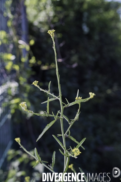 Sisymbrium officinale