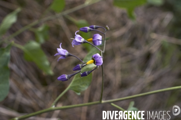 Solanum dulcamara