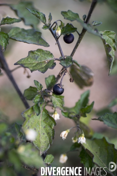 Solanum nigrum