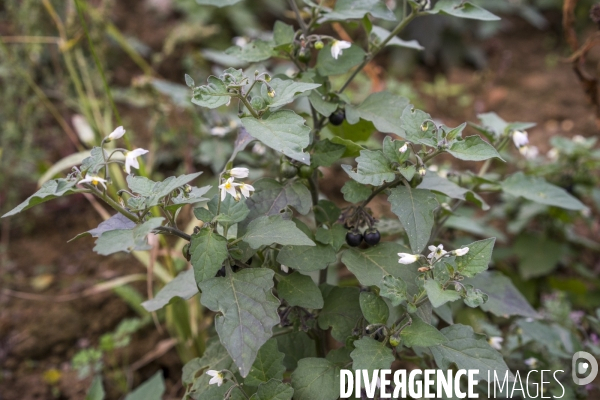 Solanum nigrum