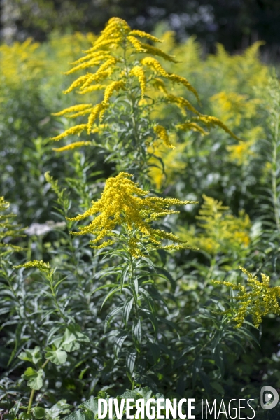 Solidago canadensis