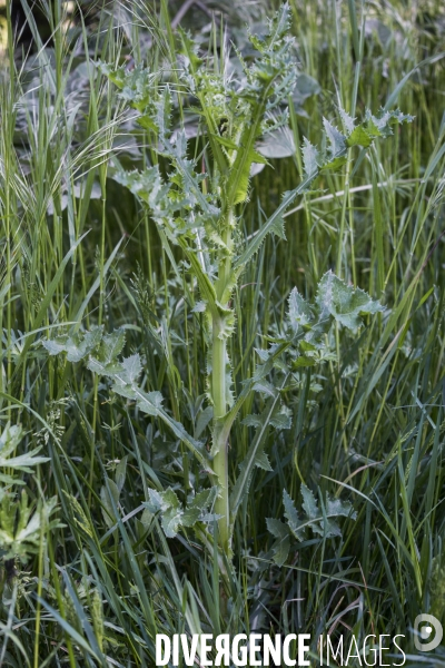 Sonchus asper