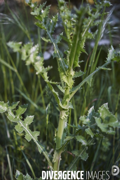 Sonchus asper