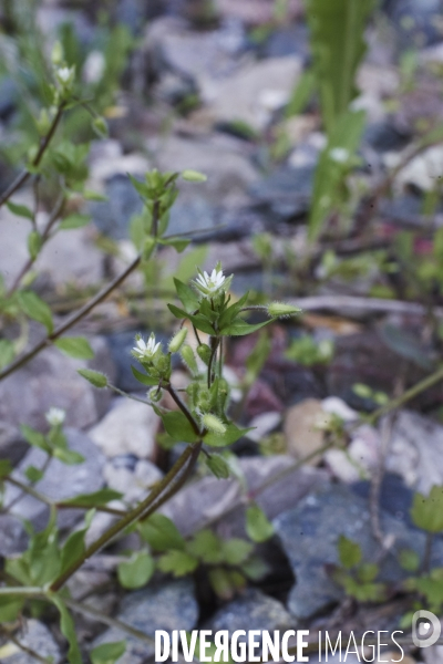 Stellaria media