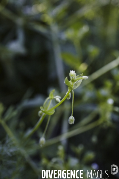 Stellaria media